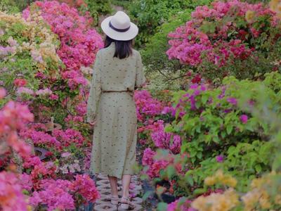 普洱周边踏春赏花小众打卡地，三角梅花园等你来“寻芳”！