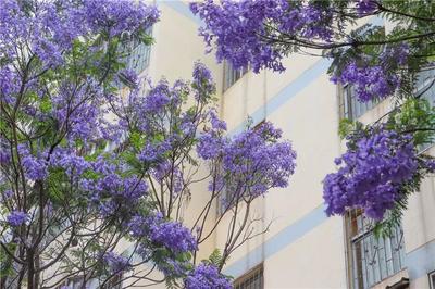 【中国最美乡愁带】超梦幻！大理将被蓝紫色花海包围……