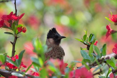 保山昌宁：春天是一曲动听的音乐