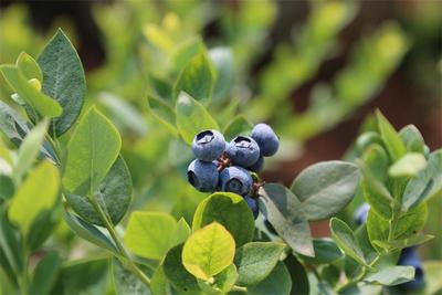 玉溪：蓝莓满枝头，采摘正当时！