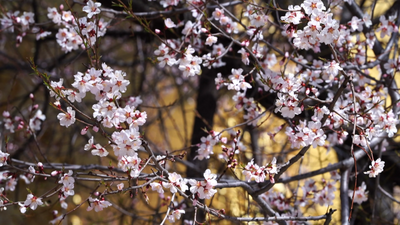 【我家云南美】香格里拉独克宗古城的桃花开了 有空的时候去看看吧