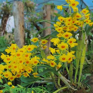 普洱这家科研基地石斛花开如瀑，快将这份烂漫春光尽收眼底！