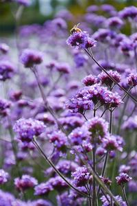 清明小长假正当时，红河最美四月天开启！