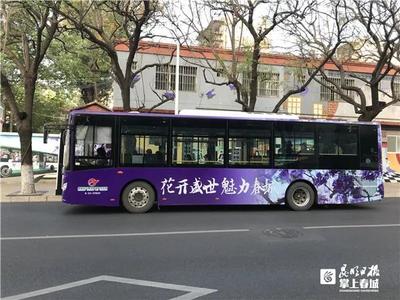 乘着公交去赏花！昆明开启“蓝花楹模式”