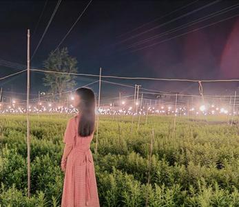 绝美！沉醉在元江的这片“夜光花海”里