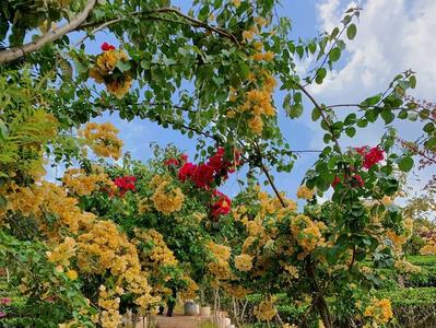 普洱周边踏春赏花小众打卡地，三角梅花园等你来“寻芳”！