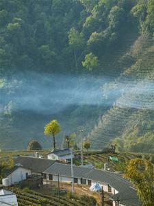 采春茶、赶春集、看春耕，一起看看天赐普洱热闹的春天！