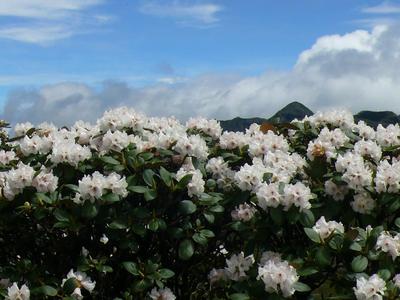 谷雨时节花意盎然   一不留神醉入轿子山花海