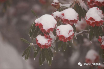 下雪啦 ！轿子雪山杜鹃映雪美如画