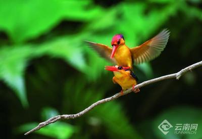 早安云南｜倾听犀鸟谷的山林鸟语 洗涤喧嚣的心灵