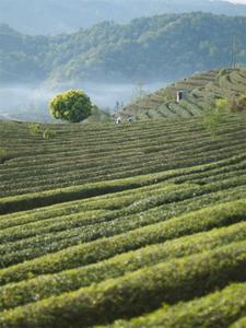 采春茶、赶春集、看春耕，一起看看天赐普洱热闹的春天！
