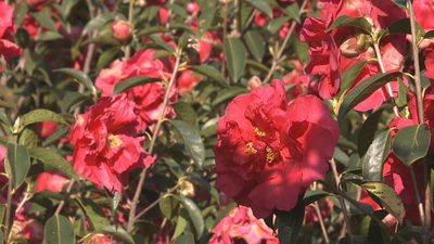 【预告】咱们家乡春天美——云南大理：繁花似锦，美丽生财