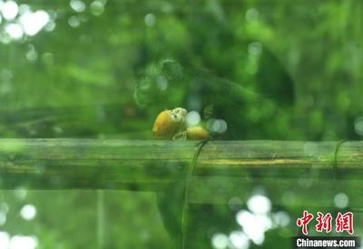 重庆动物园珍稀野生动物新生宝宝萌态亮相