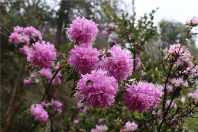 怒江，杜鹃花开正好