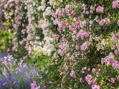 【云南人游大理 大理人游大理】花花花花花！“五一”就差一个你 共赴浪漫花事啦