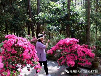 玉溪通海：转角处最美的遇见——秀山·杜鹃