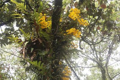 小城之春，石斛花开！