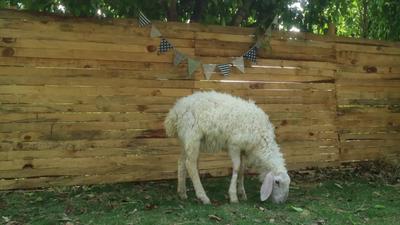 何不来普洱这个农庄，实现拥抱春天的自由！