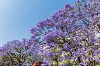 乘着公交去赏花！昆明开启“蓝花楹模式”