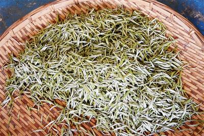 采春茶的好时节，怎么能少了“秧塔大白茶”呢？