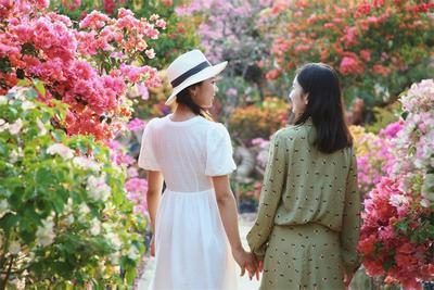 普洱周边踏春赏花小众打卡地，三角梅花园等你来“寻芳”！