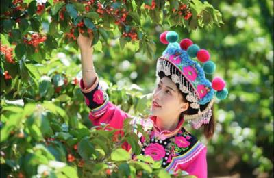 云游牟定——观茶山、摘樱桃、山野露营，遇见醉美“左脚舞之乡”