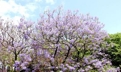 最美人间四月天  开远蓝花楹花开正当时