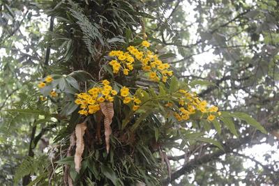 小城之春，石斛花开！