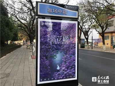 乘着公交去赏花！昆明开启“蓝花楹模式”