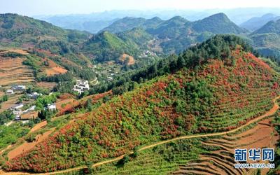 云南富源：杜鹃花开别样红