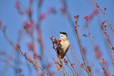 保山昌宁：春天是一曲动听的音乐