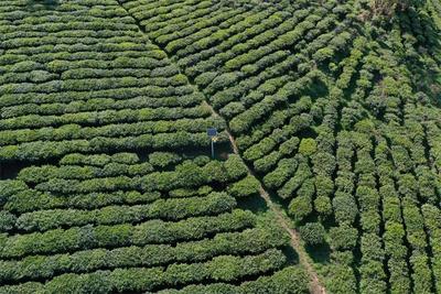 楚雄牟定：茶山春正好  茶农采茶忙