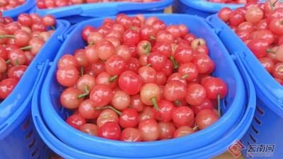 早安云南丨去凤凰升起的地方，采一捧春天的酸甜