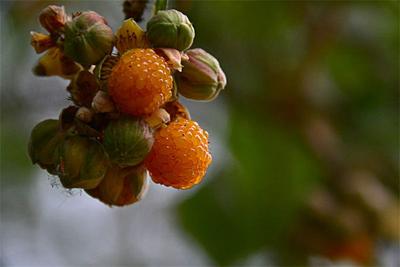 春和景明，快来普洱踏青摘黄泡去！