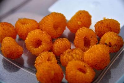 春和景明，快来普洱踏青摘黄泡去！