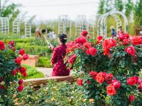 图集 | 大观公园月季园花开正当时