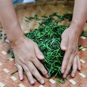 【有一种生活叫大理】只此青绿一枝春 大理采茶正当时