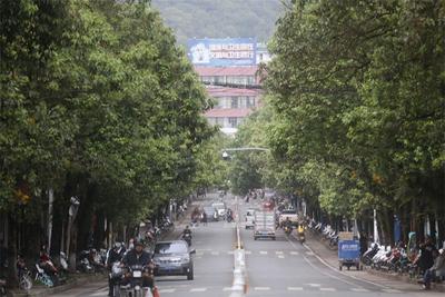 小城之春，石斛花开！