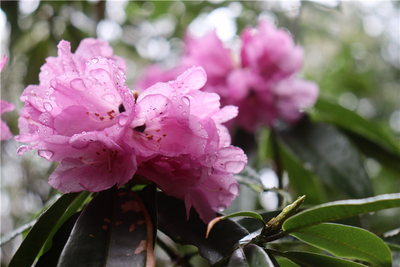 怒江，杜鹃花开正好