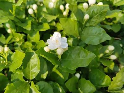 玉溪元江：好一朵美丽的茉莉花