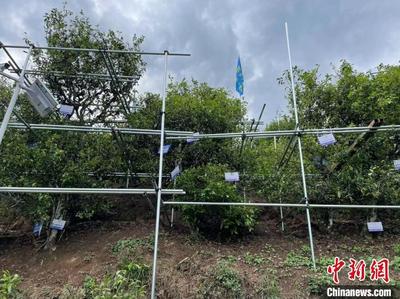 茶优则“茶游”：云南双江走上茶旅融合发展之路