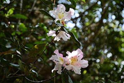 春和景明，快来普洱踏青摘黄泡去！