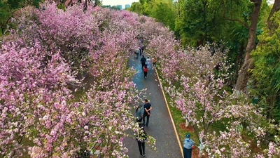 “翠湖四时”赋能昆明市五华区文旅“随时”绽放