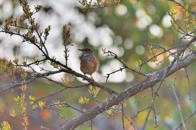 保山昌宁：春天是一曲动听的音乐