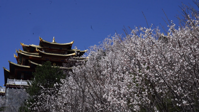 【我家云南美】香格里拉独克宗古城的桃花开了 有空的时候去看看吧