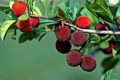 一颗来自石屏杨梅的自我介绍！吃货：馋馋馋啊