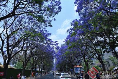 早安云南丨最美人间四月天，蓝花楹妆点了春城的梦