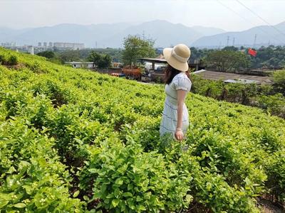 玉溪元江：好一朵美丽的茉莉花