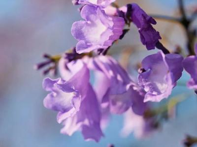 【中国最美乡愁带】超梦幻！大理将被蓝紫色花海包围……