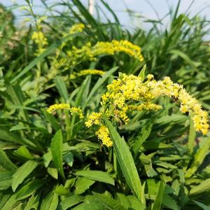 绝美！沉醉在元江的这片“夜光花海”里